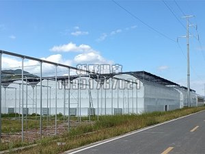 薄膜連棟溫室大棚